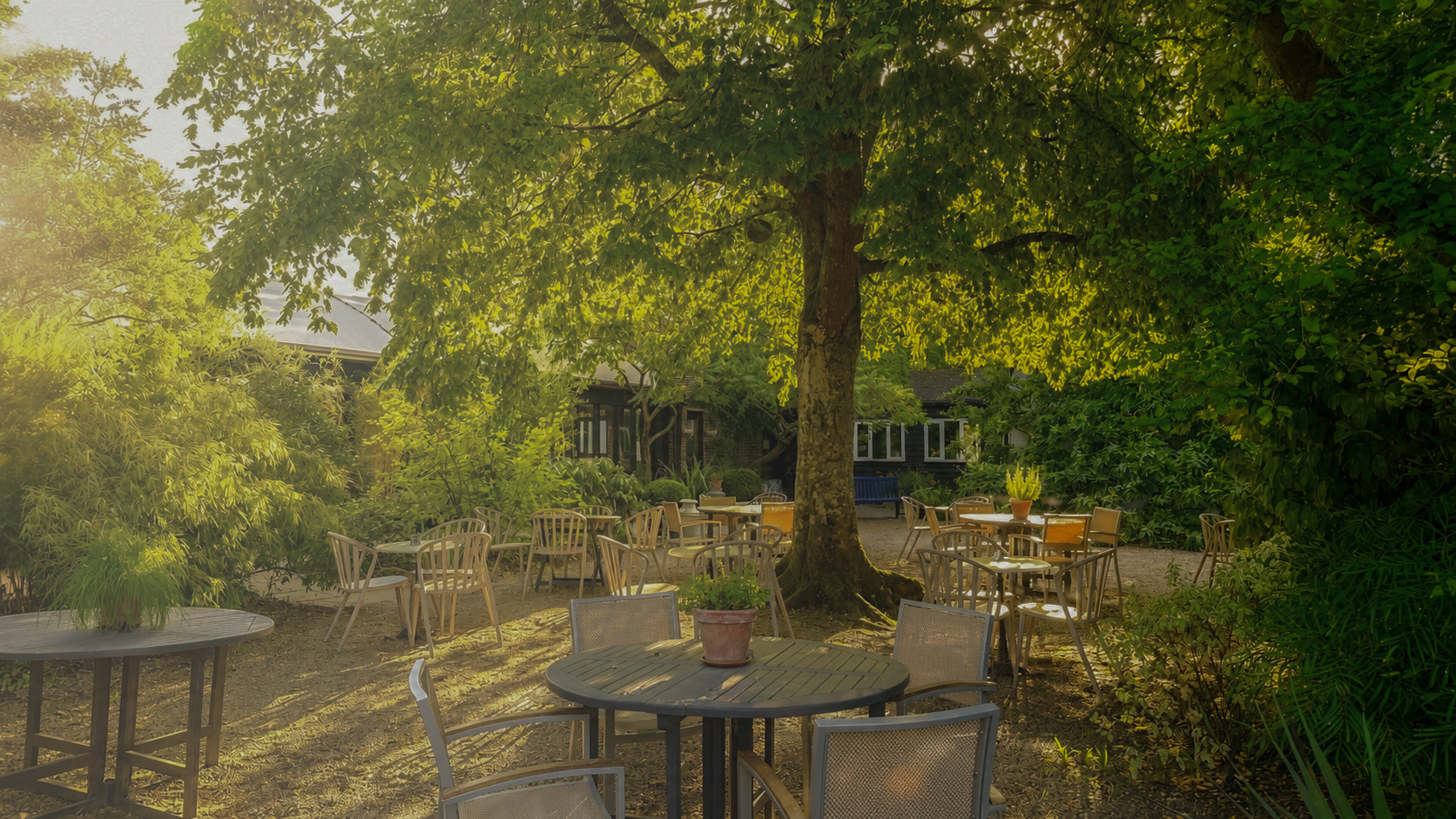 Sunlight filtering through mature trees onto the Midpines garden terrace at Denmans Garden
